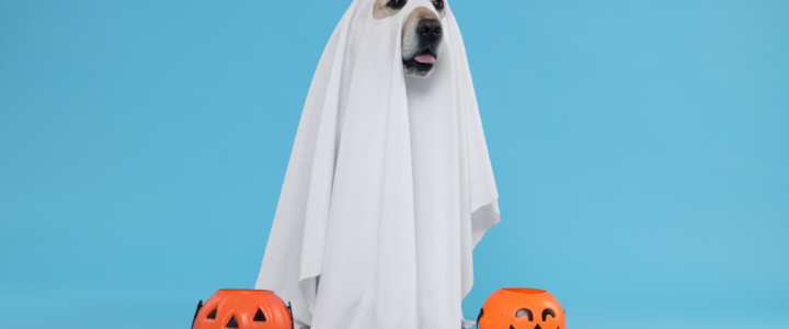 Admin Nightmares: Office Mistakes to Avoid This Halloween